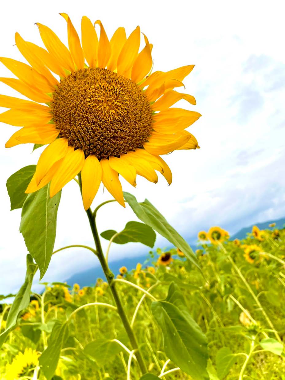 ８月もあと少し