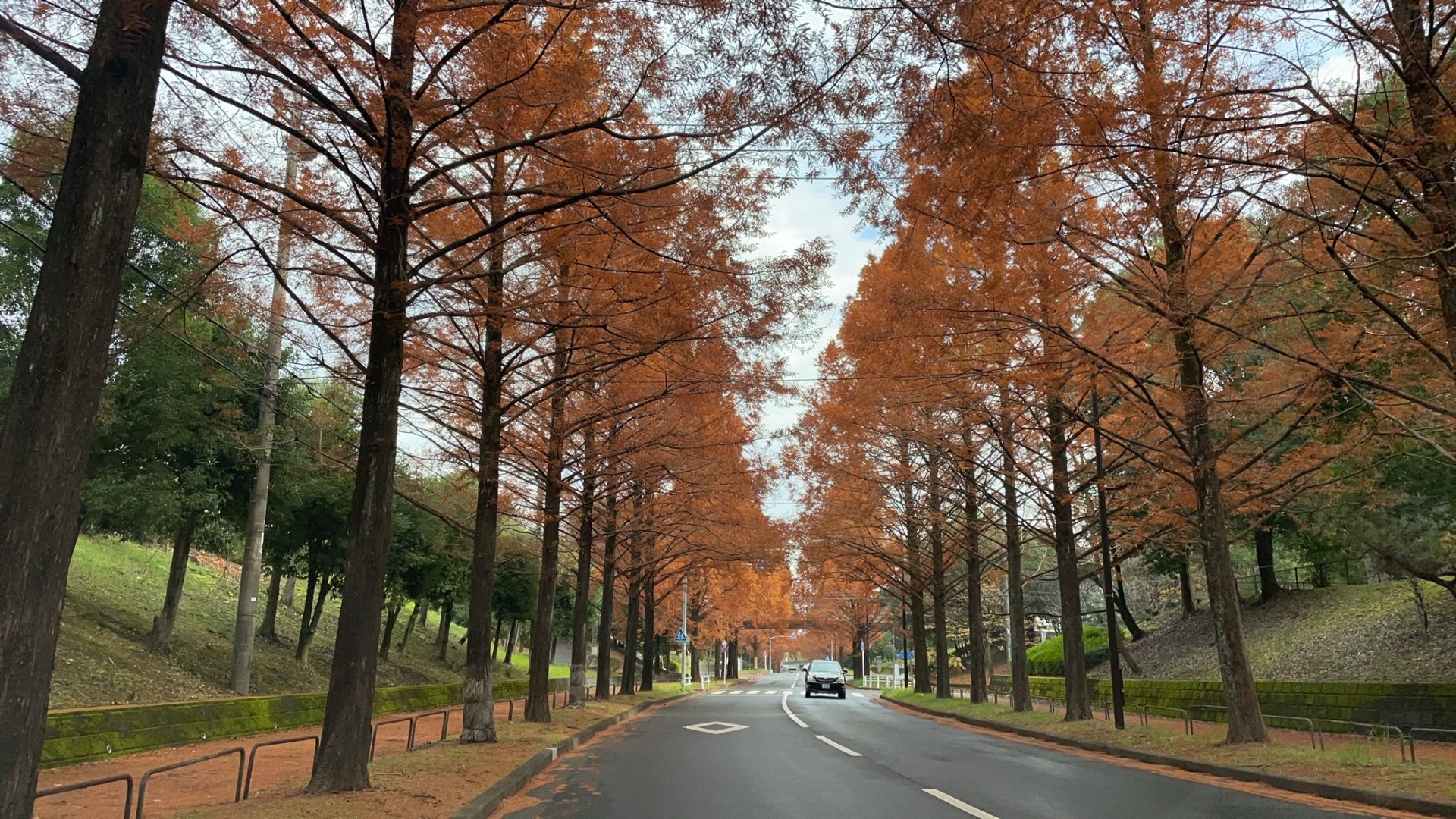 紅葉の時期です